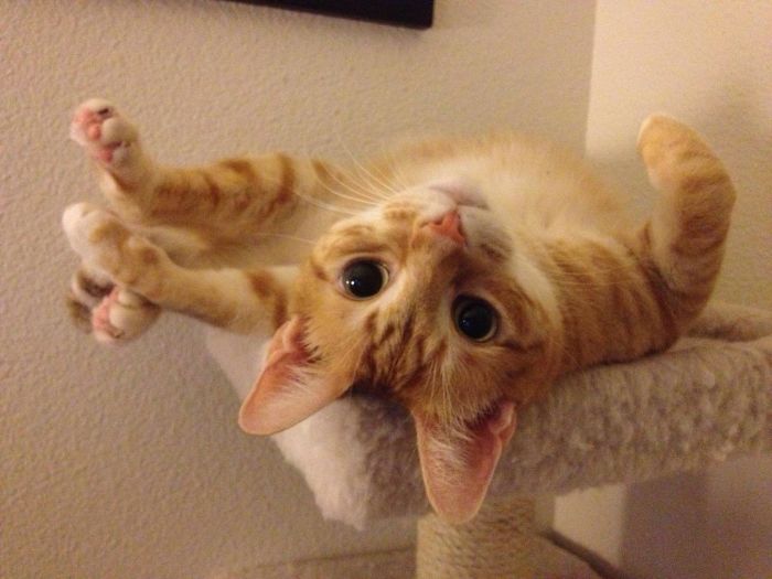 128 Times Cats Found Catnip, And Cat.exe Stopped Functioning 128 Times Cats Found Catnip, And Cat.exe Stopped Functioning