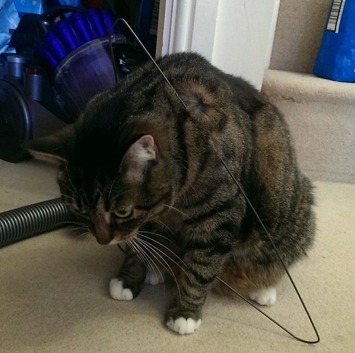 128 Times Cats Found Catnip, And Cat.exe Stopped Functioning 128 Times Cats Found Catnip, And Cat.exe Stopped Functioning