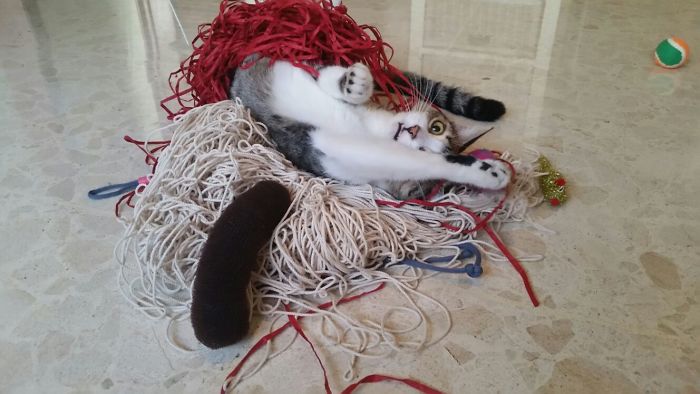 128 Times Cats Found Catnip, And Cat.exe Stopped Functioning 128 Times Cats Found Catnip, And Cat.exe Stopped Functioning