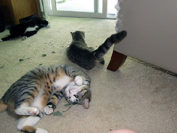 128 Times Cats Found Catnip, And Cat.exe Stopped Functioning 128 Times Cats Found Catnip, And Cat.exe Stopped Functioning