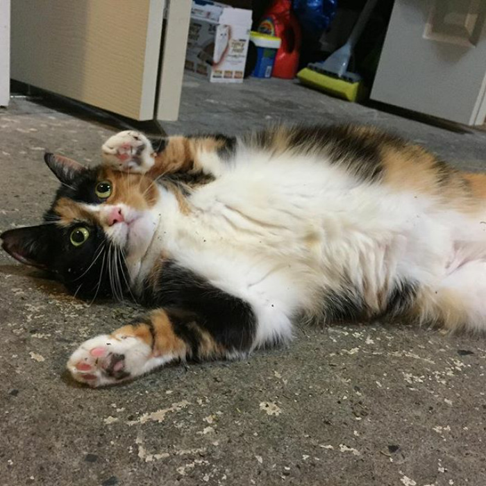 128 Times Cats Found Catnip, And Cat.exe Stopped Functioning 128 Times Cats Found Catnip, And Cat.exe Stopped Functioning