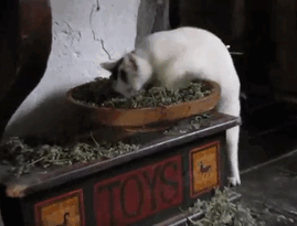 128 Times Cats Found Catnip, And Cat.exe Stopped Functioning 128 Times Cats Found Catnip, And Cat.exe Stopped Functioning