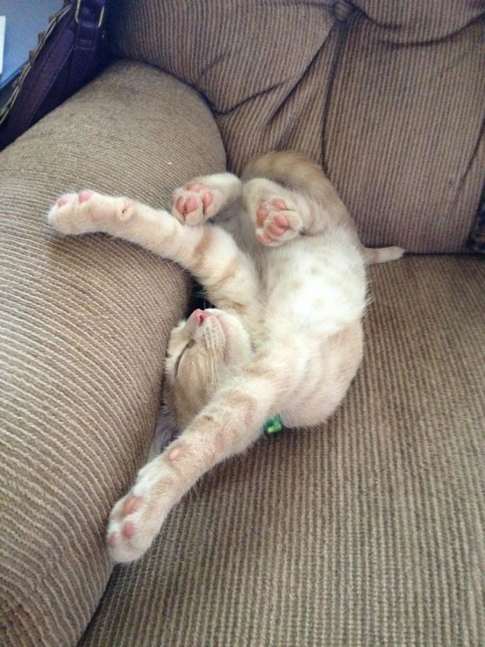 128 Times Cats Found Catnip, And Cat.exe Stopped Functioning 128 Times Cats Found Catnip, And Cat.exe Stopped Functioning