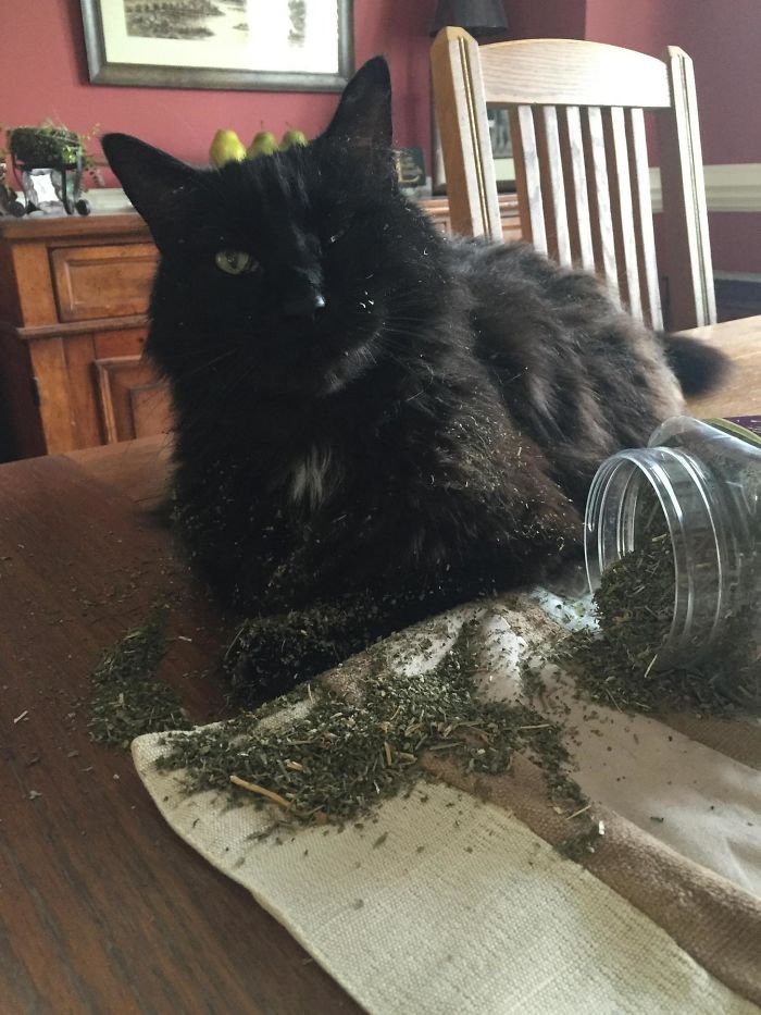 128 Times Cats Found Catnip, And Cat.exe Stopped Functioning 128 Times Cats Found Catnip, And Cat.exe Stopped Functioning