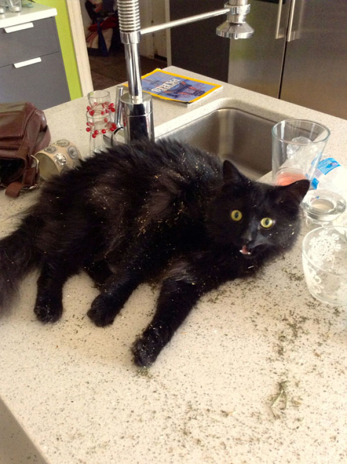 128 Times Cats Found Catnip, And Cat.exe Stopped Functioning 128 Times Cats Found Catnip, And Cat.exe Stopped Functioning