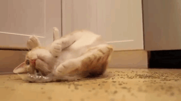 128 Times Cats Found Catnip, And Cat.exe Stopped Functioning 128 Times Cats Found Catnip, And Cat.exe Stopped Functioning