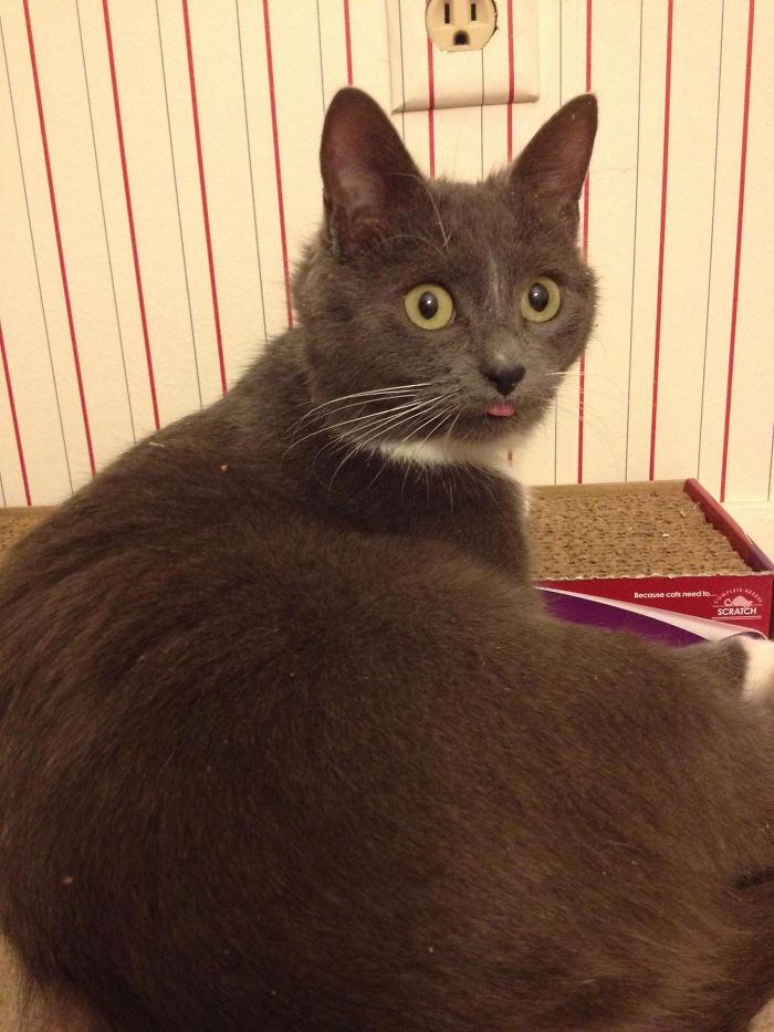 128 Times Cats Found Catnip, And Cat.exe Stopped Functioning 128 Times Cats Found Catnip, And Cat.exe Stopped Functioning