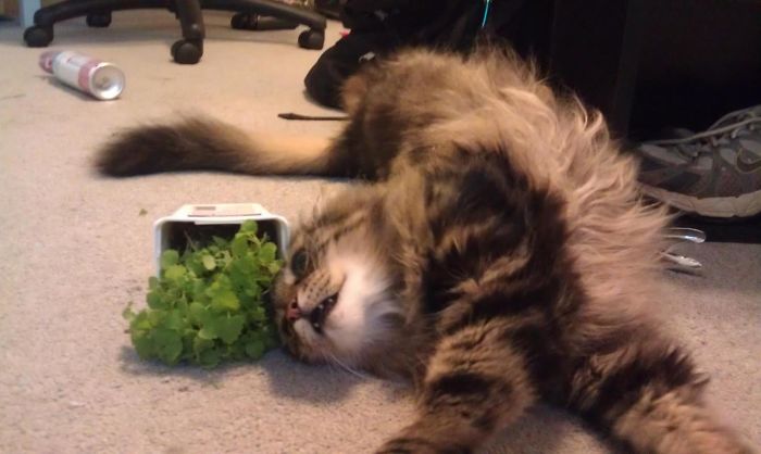 128 Times Cats Found Catnip, And Cat.exe Stopped Functioning 128 Times Cats Found Catnip, And Cat.exe Stopped Functioning