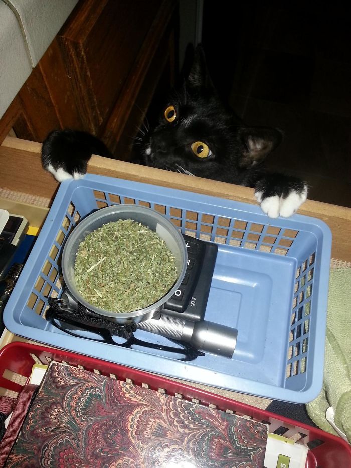 128 Times Cats Found Catnip, And Cat.exe Stopped Functioning 128 Times Cats Found Catnip, And Cat.exe Stopped Functioning