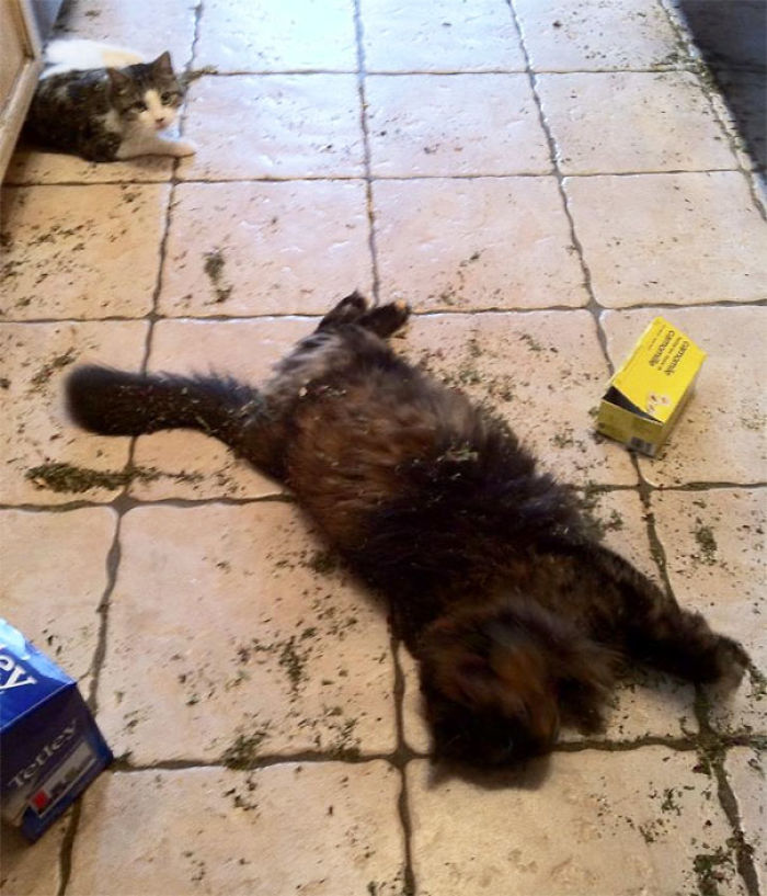 128 Times Cats Found Catnip, And Cat.exe Stopped Functioning 128 Times Cats Found Catnip, And Cat.exe Stopped Functioning