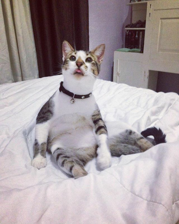 128 Times Cats Found Catnip, And Cat.exe Stopped Functioning 128 Times Cats Found Catnip, And Cat.exe Stopped Functioning