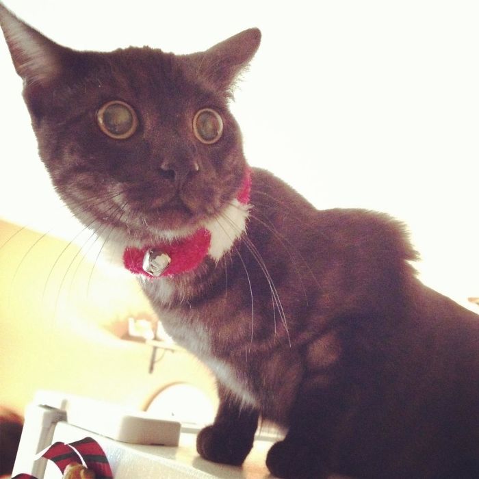 128 Times Cats Found Catnip, And Cat.exe Stopped Functioning 128 Times Cats Found Catnip, And Cat.exe Stopped Functioning