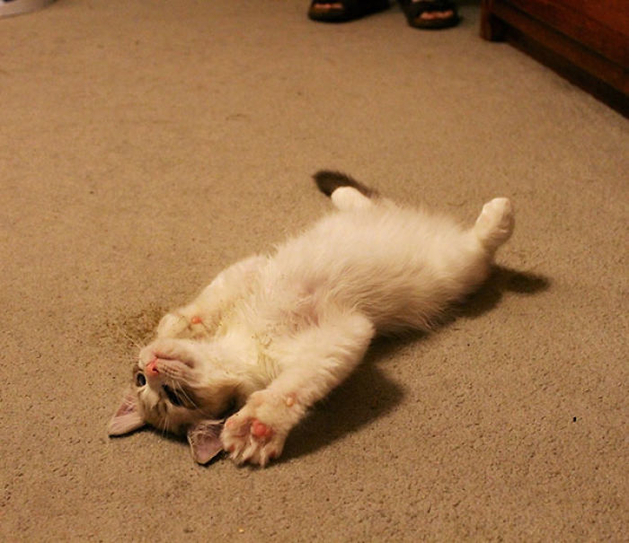 128 Times Cats Found Catnip, And Cat.exe Stopped Functioning 128 Times Cats Found Catnip, And Cat.exe Stopped Functioning