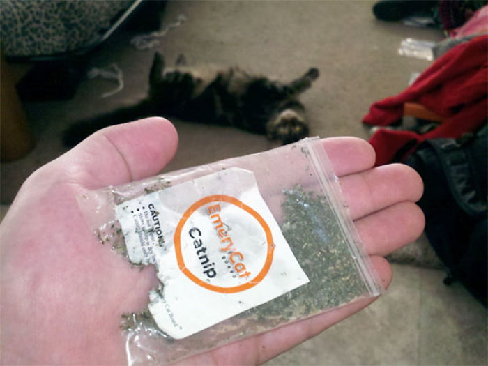 128 Times Cats Found Catnip, And Cat.exe Stopped Functioning 128 Times Cats Found Catnip, And Cat.exe Stopped Functioning