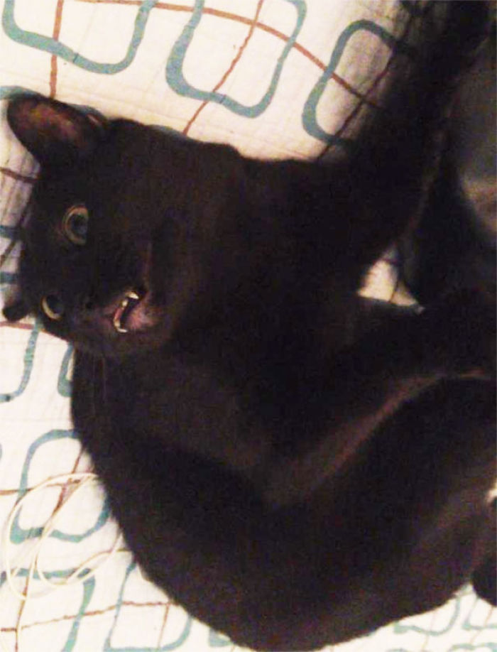 128 Times Cats Found Catnip, And Cat.exe Stopped Functioning 128 Times Cats Found Catnip, And Cat.exe Stopped Functioning