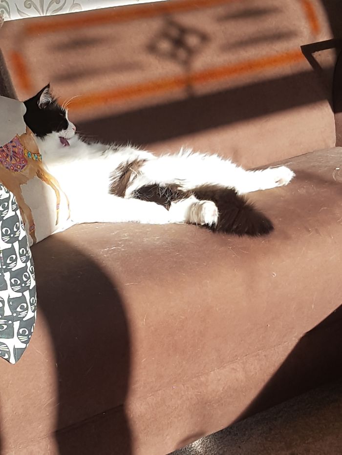 128 Times Cats Found Catnip, And Cat.exe Stopped Functioning 128 Times Cats Found Catnip, And Cat.exe Stopped Functioning