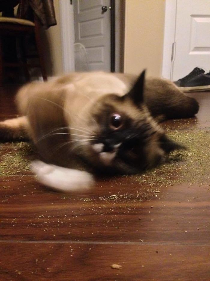 128 Times Cats Found Catnip, And Cat.exe Stopped Functioning 128 Times Cats Found Catnip, And Cat.exe Stopped Functioning