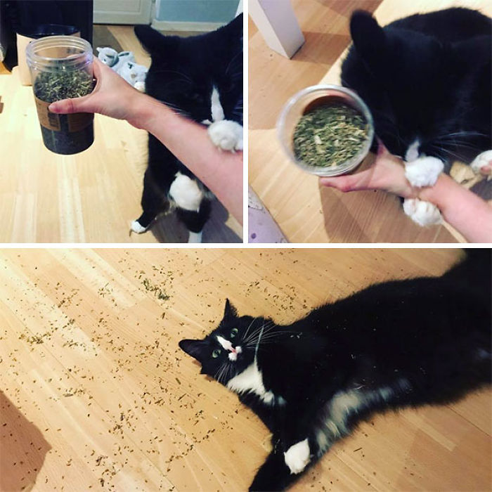 128 Times Cats Found Catnip, And Cat.exe Stopped Functioning 128 Times Cats Found Catnip, And Cat.exe Stopped Functioning