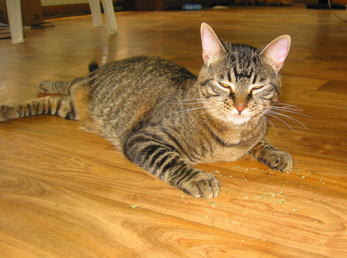 128 Times Cats Found Catnip, And Cat.exe Stopped Functioning 128 Times Cats Found Catnip, And Cat.exe Stopped Functioning