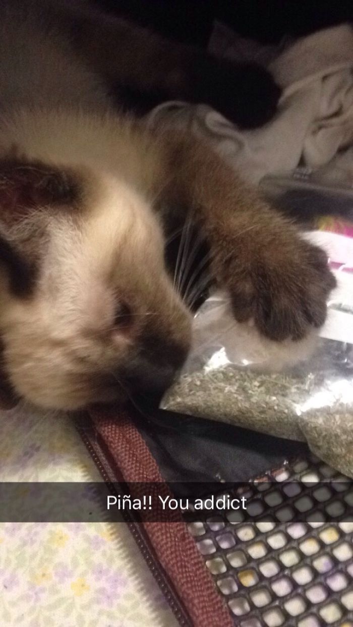 128 Times Cats Found Catnip, And Cat.exe Stopped Functioning 128 Times Cats Found Catnip, And Cat.exe Stopped Functioning