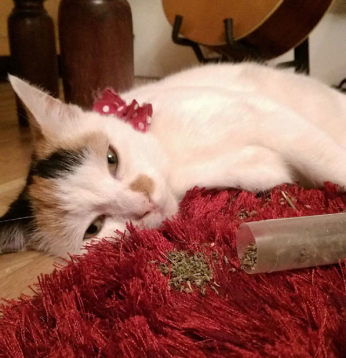 128 Times Cats Found Catnip, And Cat.exe Stopped Functioning 128 Times Cats Found Catnip, And Cat.exe Stopped Functioning