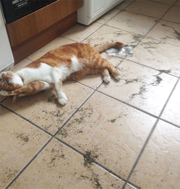 128 Times Cats Found Catnip, And Cat.exe Stopped Functioning 128 Times Cats Found Catnip, And Cat.exe Stopped Functioning