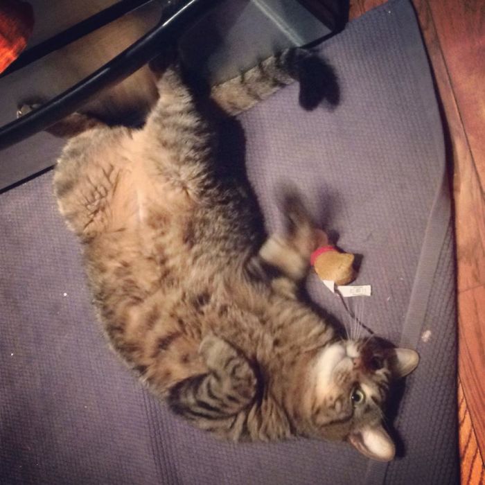 128 Times Cats Found Catnip, And Cat.exe Stopped Functioning 128 Times Cats Found Catnip, And Cat.exe Stopped Functioning