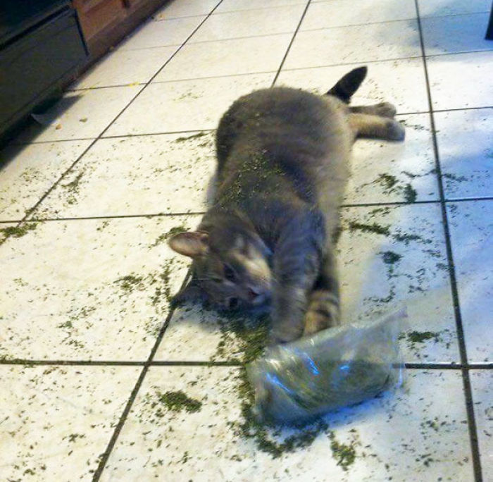128 Times Cats Found Catnip, And Cat.exe Stopped Functioning 128 Times Cats Found Catnip, And Cat.exe Stopped Functioning