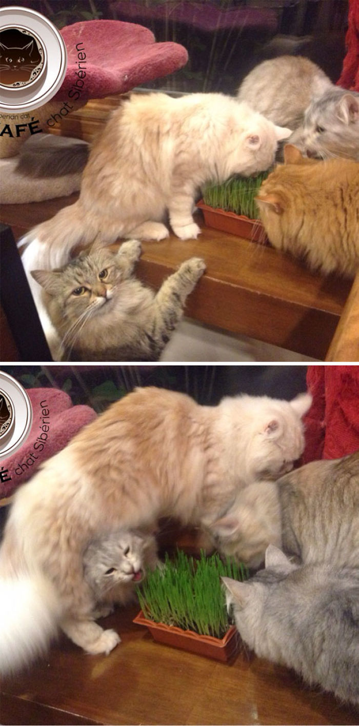 128 Times Cats Found Catnip, And Cat.exe Stopped Functioning 128 Times Cats Found Catnip, And Cat.exe Stopped Functioning