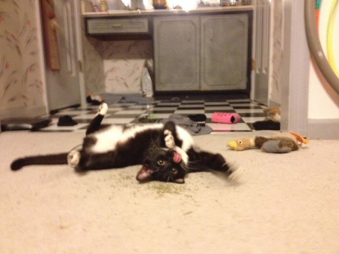 128 Times Cats Found Catnip, And Cat.exe Stopped Functioning 128 Times Cats Found Catnip, And Cat.exe Stopped Functioning