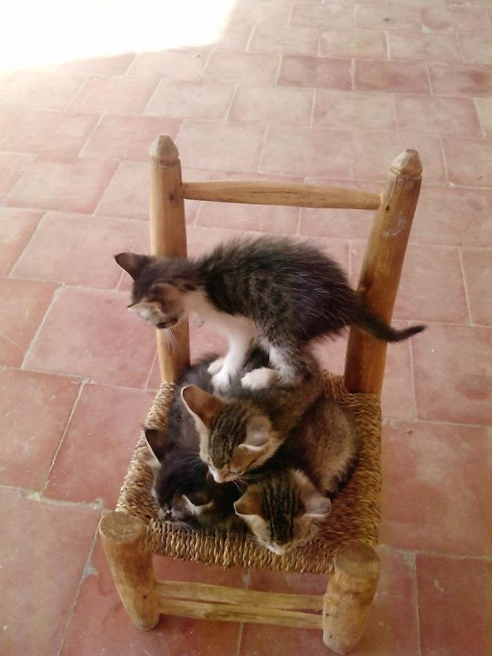 128 Times Cats Found Catnip, And Cat.exe Stopped Functioning 128 Times Cats Found Catnip, And Cat.exe Stopped Functioning