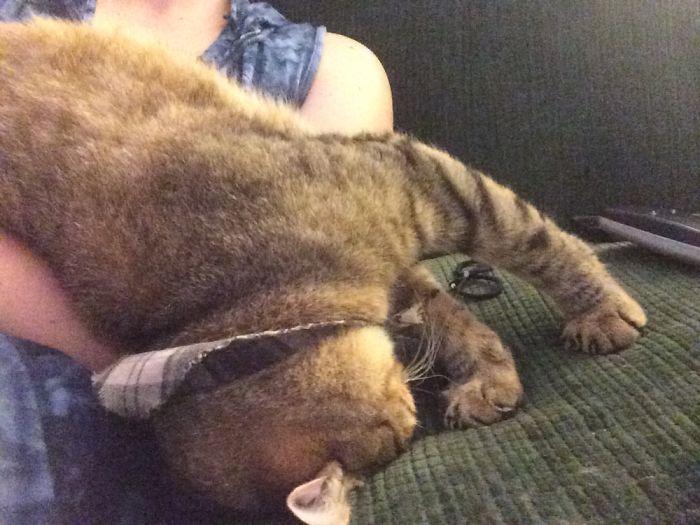 128 Times Cats Found Catnip, And Cat.exe Stopped Functioning 128 Times Cats Found Catnip, And Cat.exe Stopped Functioning