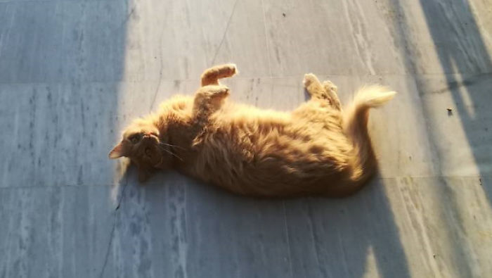 128 Times Cats Found Catnip, And Cat.exe Stopped Functioning 128 Times Cats Found Catnip, And Cat.exe Stopped Functioning