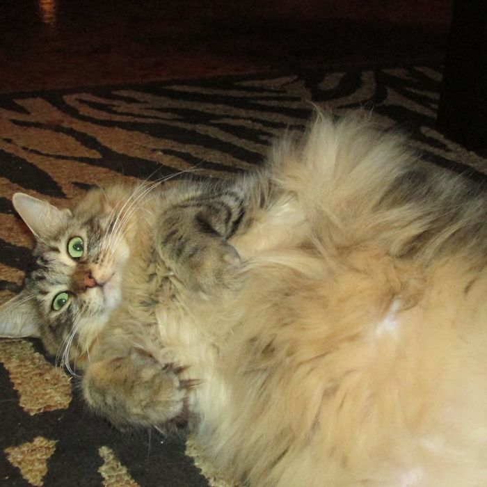 128 Times Cats Found Catnip, And Cat.exe Stopped Functioning 128 Times Cats Found Catnip, And Cat.exe Stopped Functioning