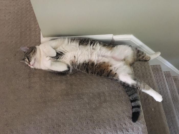 128 Times Cats Found Catnip, And Cat.exe Stopped Functioning 128 Times Cats Found Catnip, And Cat.exe Stopped Functioning