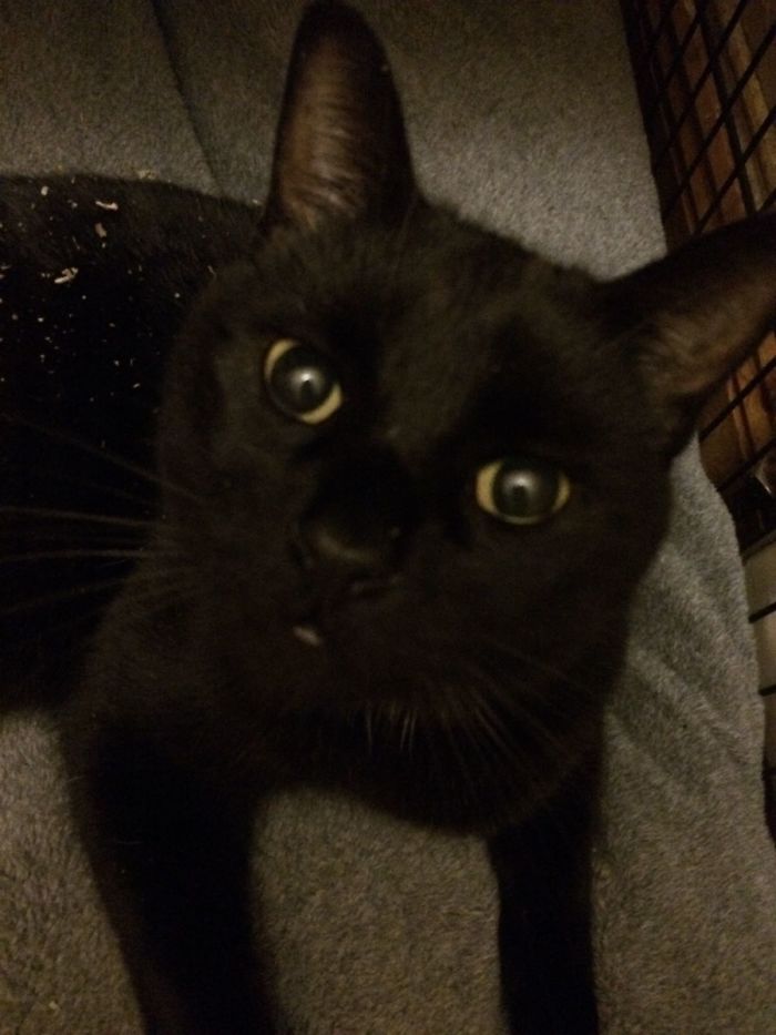 128 Times Cats Found Catnip, And Cat.exe Stopped Functioning 128 Times Cats Found Catnip, And Cat.exe Stopped Functioning