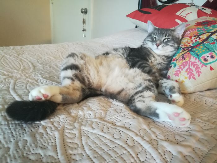 128 Times Cats Found Catnip, And Cat.exe Stopped Functioning 128 Times Cats Found Catnip, And Cat.exe Stopped Functioning