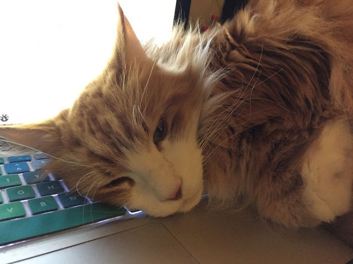 128 Times Cats Found Catnip, And Cat.exe Stopped Functioning 128 Times Cats Found Catnip, And Cat.exe Stopped Functioning