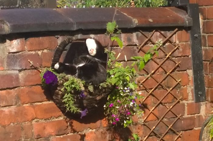 128 Times Cats Found Catnip, And Cat.exe Stopped Functioning 128 Times Cats Found Catnip, And Cat.exe Stopped Functioning