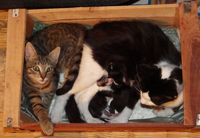 128 Times Cats Found Catnip, And Cat.exe Stopped Functioning 128 Times Cats Found Catnip, And Cat.exe Stopped Functioning