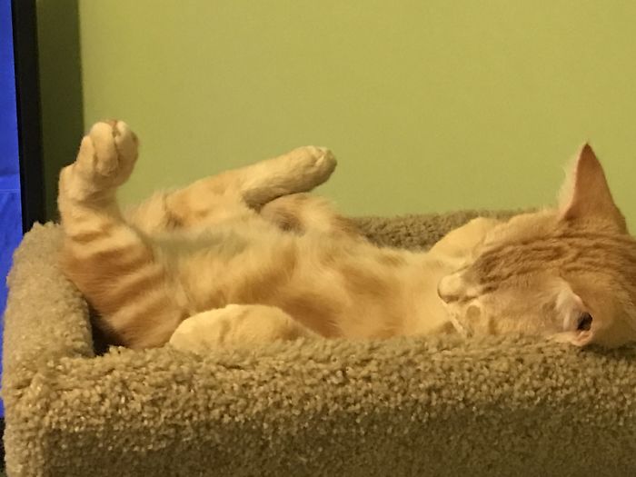 128 Times Cats Found Catnip, And Cat.exe Stopped Functioning 128 Times Cats Found Catnip, And Cat.exe Stopped Functioning