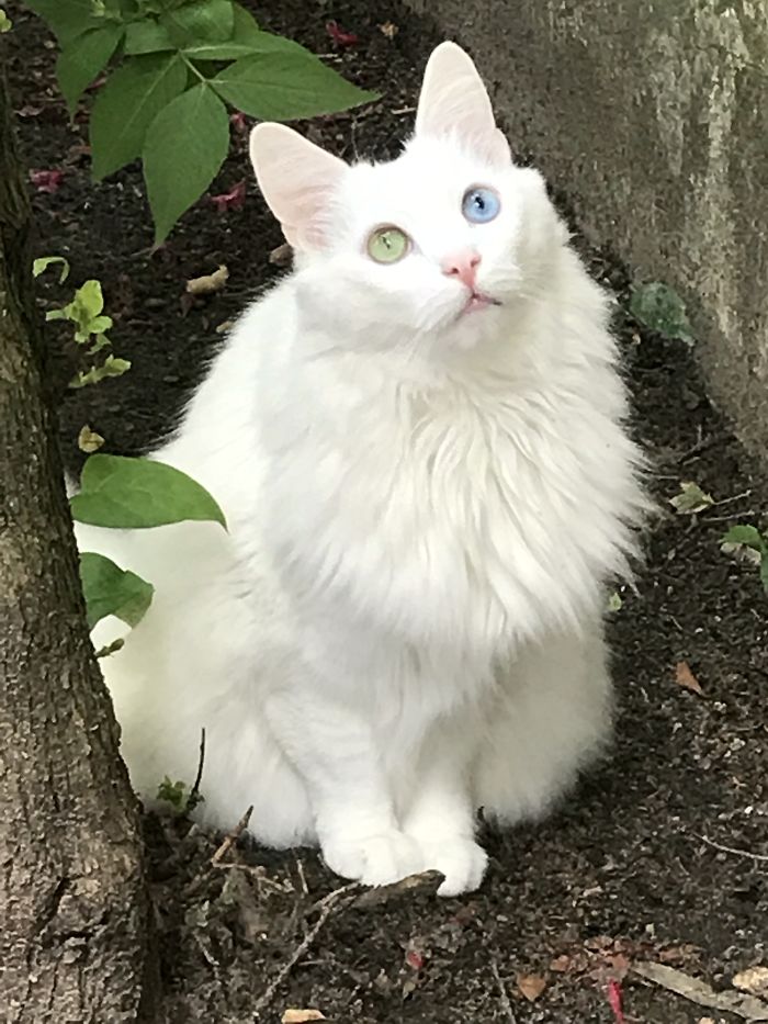 128 Times Cats Found Catnip, And Cat.exe Stopped Functioning 128 Times Cats Found Catnip, And Cat.exe Stopped Functioning