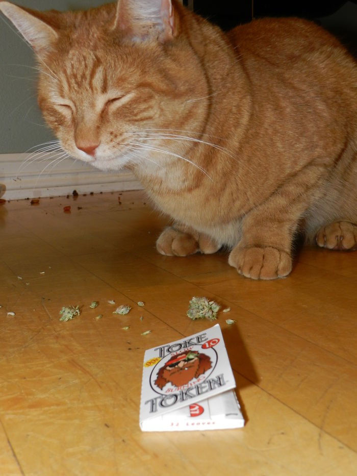 128 Times Cats Found Catnip, And Cat.exe Stopped Functioning 128 Times Cats Found Catnip, And Cat.exe Stopped Functioning