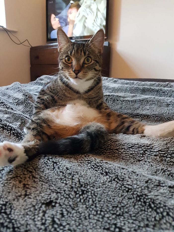 128 Times Cats Found Catnip, And Cat.exe Stopped Functioning 128 Times Cats Found Catnip, And Cat.exe Stopped Functioning