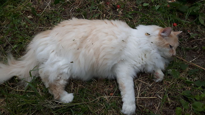 128 Times Cats Found Catnip, And Cat.exe Stopped Functioning 128 Times Cats Found Catnip, And Cat.exe Stopped Functioning