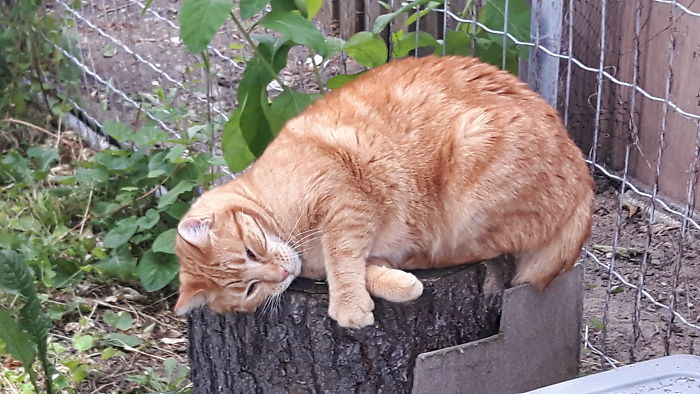 128 Times Cats Found Catnip, And Cat.exe Stopped Functioning 128 Times Cats Found Catnip, And Cat.exe Stopped Functioning