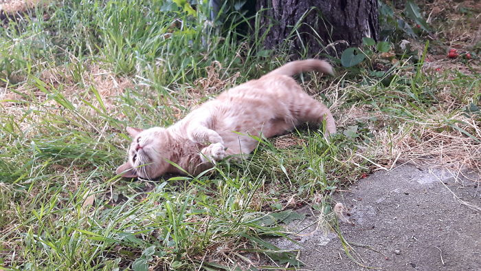 128 Times Cats Found Catnip, And Cat.exe Stopped Functioning 128 Times Cats Found Catnip, And Cat.exe Stopped Functioning