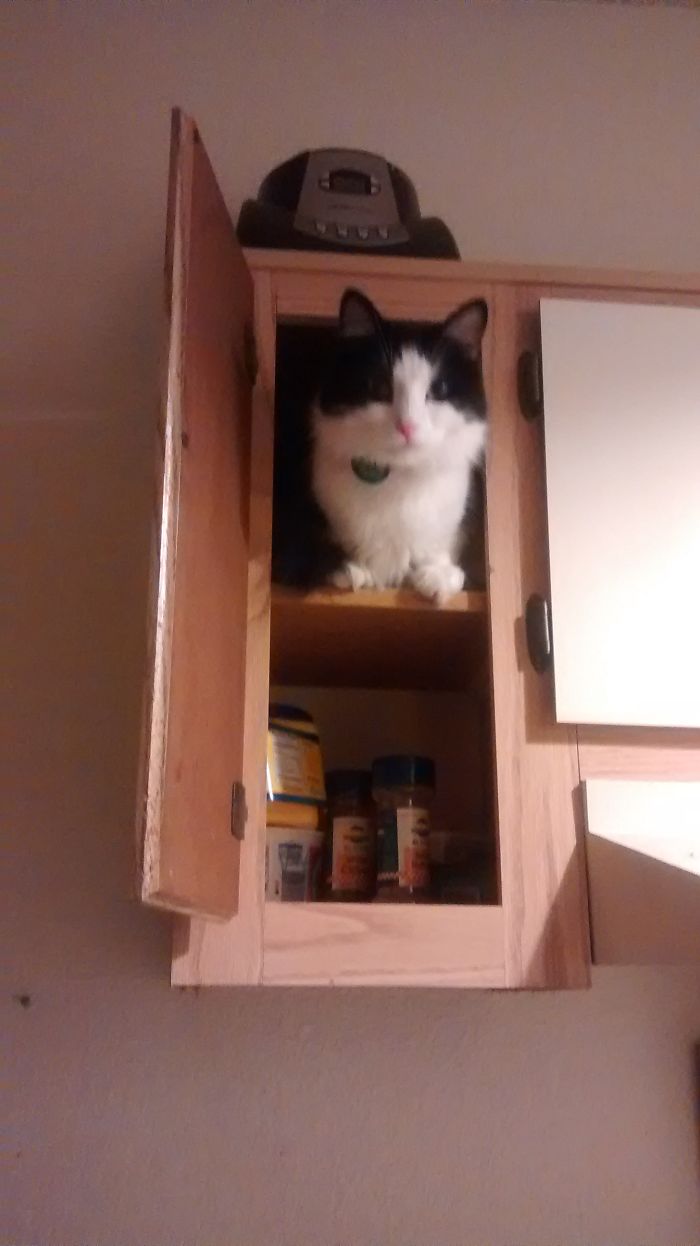 128 Times Cats Found Catnip, And Cat.exe Stopped Functioning 128 Times Cats Found Catnip, And Cat.exe Stopped Functioning