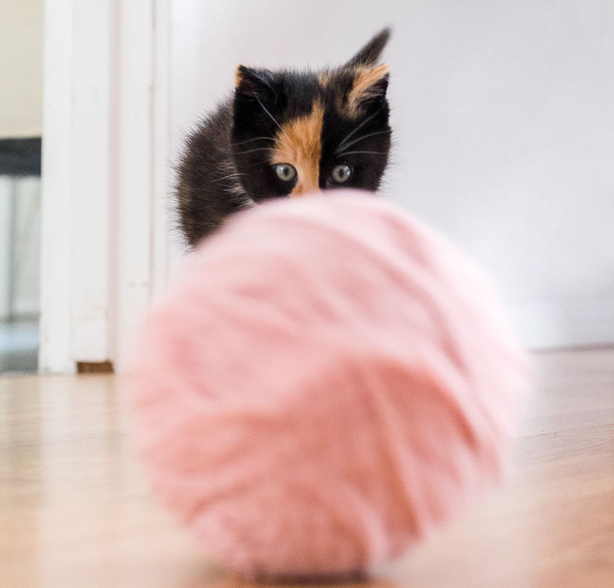 The Newborn Kitten Photoshoot I Did With A Rescue Kitten That Rescued My Sister!