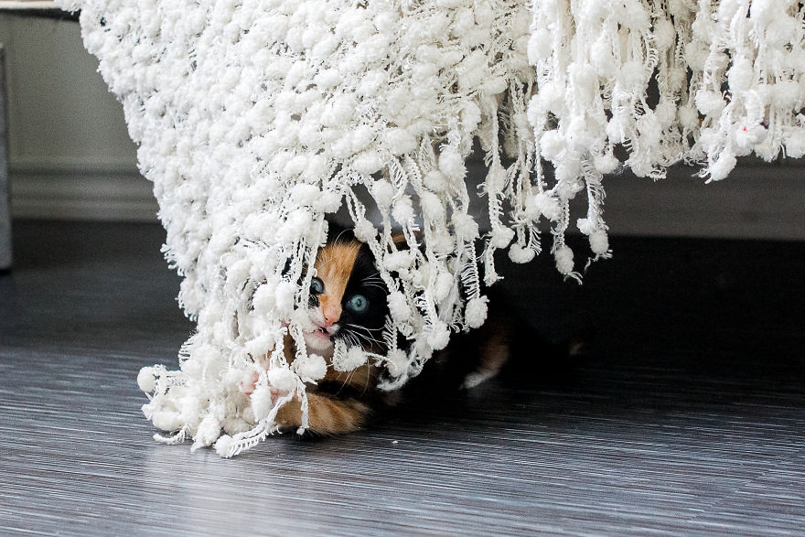 The Newborn Kitten Photoshoot I Did With A Rescue Kitten That Rescued My Sister!